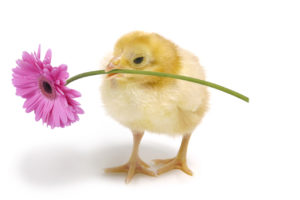 chick-with-flower-300x200